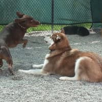 <p>Playful pets enjoy their stay at Canine Kindergarten.</p>