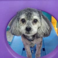 <p>A dog peers through a circle on one of the many pieces of play apparatus.</p>