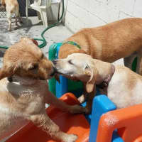 <p>Dogs get to know each other at the facility in Cortlandt.</p>