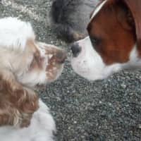 <p>Two dogs get eye-to-eye at Canine Kindergarten.</p>