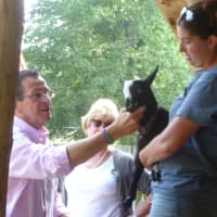 <p>Gov. Dannel Malloy meets a baby goat at the Stamford Museum &amp; Nature Center.</p>