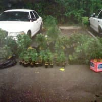 <p>Plants ranging from seedlings to those ready for harvest were seized from an Edlie Avenue house in Norwalk on Thursday.</p>