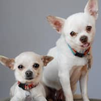 <p>The two Chihuahuas Katz recently rescued and adopted from a Los Angeles kill shelter</p>