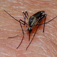 <p>A case of West Nile was found in Greenwich.</p>