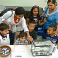 <p>Creatures from the Mamaroneck Marine Education Center took a trip to the New Rochelle library on Wednesday.</p>