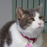 <p>Tia, who lost her home after her owner died, is unhappy at the shelter and is patiently waiting to be adopted.</p>