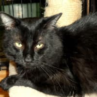 <p>Sammy, a 3-year-old black cat, is very friendly and laid back.</p>