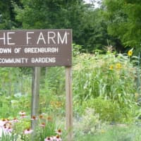 <p>Last week&#x27;s answer: The Greenburgh Community Garden on the road to Woodlands High School.</p>