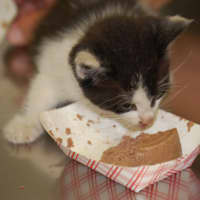 <p>A kitten is treated to a meal at Westport&#x27;s Schulhoff Animal Hospital after being rescued from within a Porsche. </p>