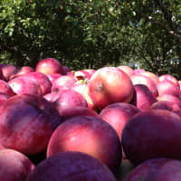 <p>Great weather has made for great apples this fall in Westchester.</p>