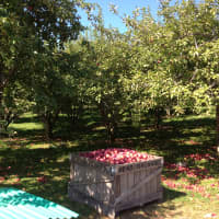 <p>Harvest Moon Farm is running out of apples to pick.</p>