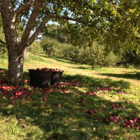 <p>The apple doesn&#x27;t fall far from the tree at Harvest Moon Farm.</p>