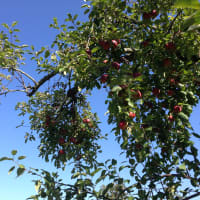 <p>Outhouse Orchard apples ripe for the picking.</p>