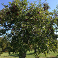 <p>Outhouse Orchard farm offers some great views for apple picking.</p>