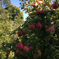 <p>Wilkens Fruit &amp; Fir Farm has plenty of apples to pick.</p>