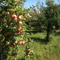 <p>Wilkens Fruite &amp; Fir Farm will offer apple picking through the end of October.</p>