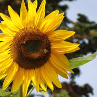 <p>Vibrant sunflowers grow around the garden.</p>