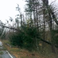 <p>The Lower Hudson Valley was filled with downed trees following Superstorm Sandy.</p>