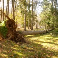 <p>Hurricane Sandy knocked down several of the giant pine trees on the front lawn of the Pound Ridge Town House, including this one.</p>