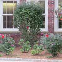 <p>Small red ribbons adorn bushes throughout Eastchester and Tuckahoe.</p>