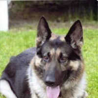 <p>Veteran Greenburgh Police dog Patriot, who retired in 2010, has died at age 12.</p>