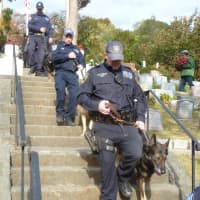 <p>The procession of fellow K-9 officers and their partners at the funeral of Greenburgh Police dog Patriot.</p>