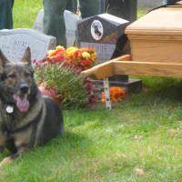<p>A K-9 police dog sits by quietly during ceremonies for Greenburgh Police dog Patriot who was buried in Hartsdale Pet Cemetery.</p>