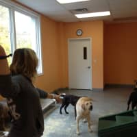 <p>Part of what makes Wipe Your Paws daycare program so successful is its interview process.</p>