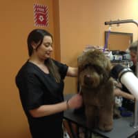 <p>Wipe Your Paws was named best grooming in Westchester by Westchester Magazine in 2013.</p>
