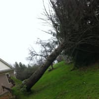 <p>High winds on Thursday knocked down trees and power lines.</p>