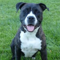 <p>The American Pitbull Terrier (pictured) shares a lot of the same features of the American Staffordshire Terrier. The term pit bull is used to refer to both breeds.</p>