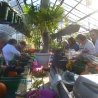 <p>Women learn how to make Thanksgiving centerpieces at Lasdon Park in Somers. </p>