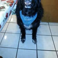 <p>Call (914) 261-5997 if you spot Nero, who may have escaped Sunday&#x27;s devastating fire in Yorktown.</p>
