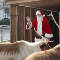 <p>Santa and his reindeer are taking up residence in Greenwich until Christmas Eve as part of the fifth annual Greenwich Reindeer Festival.</p>