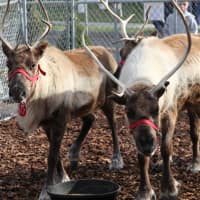 <p>Santa and his reindeer are taking up residence in Greenwich until Christmas Eve as part of the fifth annual Greenwich Reindeer Festival.</p>