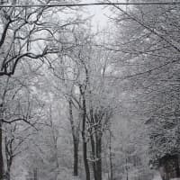 <p>Trees across Fairfield are covered in snow.</p>