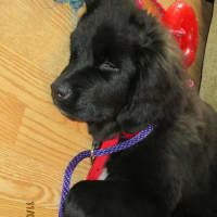 <p>Faith, a 4-month old Newfoundland, is the latest addition to the Eliseo family.</p>