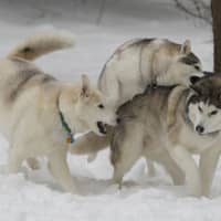 <p>Zeus (left), Apollo and Athena, three Siberian Huskies owned by the Peyreigne family in Weston, frolic in Tuesday&#x27;s snow.</p>