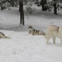 <p>While Apollo and Athena rest, Zeus looks for more action in the snow.</p>