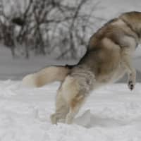 <p>The Siberians found Tuesday&#x27;s snow perfect for frolicking.</p>