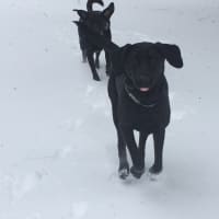 <p>Mac and Milo of Fairfield enjoy running in the snow.</p>
