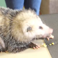 <p>The Virginia opossum is the only marsupial in North America. </p>