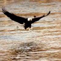 <p>A bald eagle feeds near the Shepaug Dam on the Housatonic River in Southbury.</p>