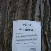 <p>Westport First Selectman Jim Marpe has OK&#x27;d the removal of 15 trees that line the entrance of Longshore Club Park.</p>
