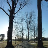 <p>A total of 15 trees along the entrance of Longshore Club Park in Westport will be cut down.</p>