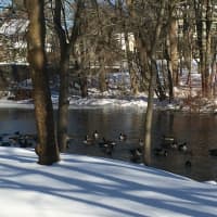 <p>The geese on the Mill River in Fairfield don&#x27;t seem to mind the cold weather, or that the river is partially frozen. </p>