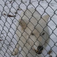 <p>Atka often appears at public events, representing WCC.</p>