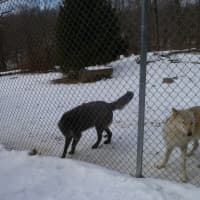 <p>Alawa and Zephyr often act like they are still puppies at the WCC.</p>