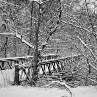 <p>It&#x27;s a serene scene in the woods in Fairfield after Wednesday&#x27;s snowstorm. </p>