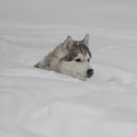 <p>Athena was nearly up to her eyes in snow, but the Siberian Huskie didn&#x27;t let it deter her.</p>